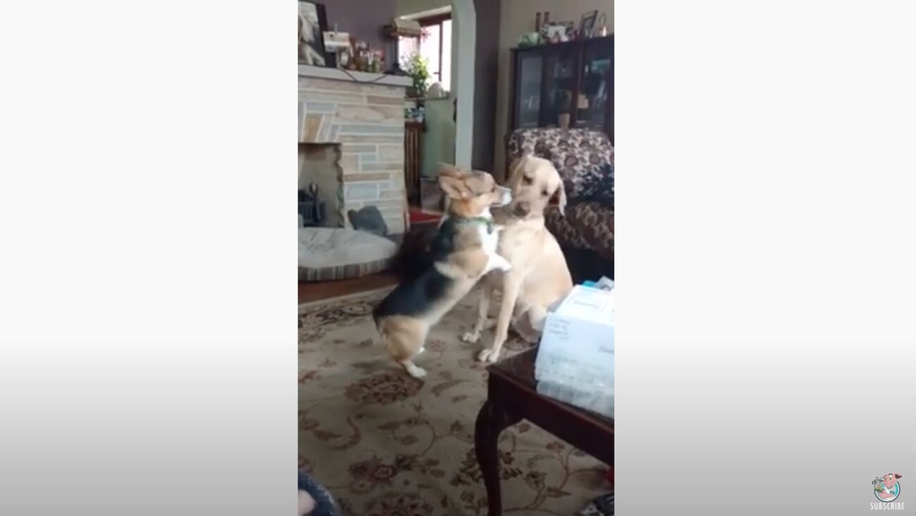 ラブラドールレトリーバー,動画