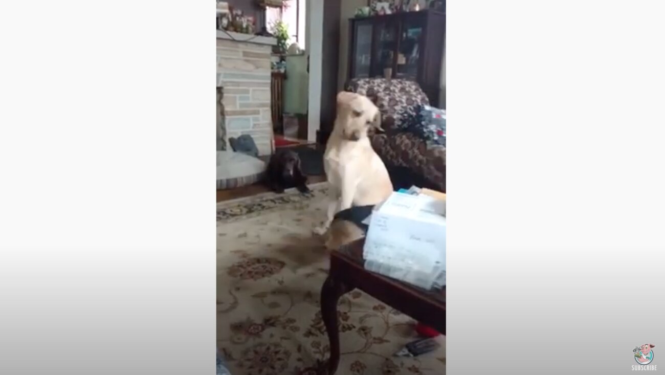 ラブラドールレトリーバー,動画