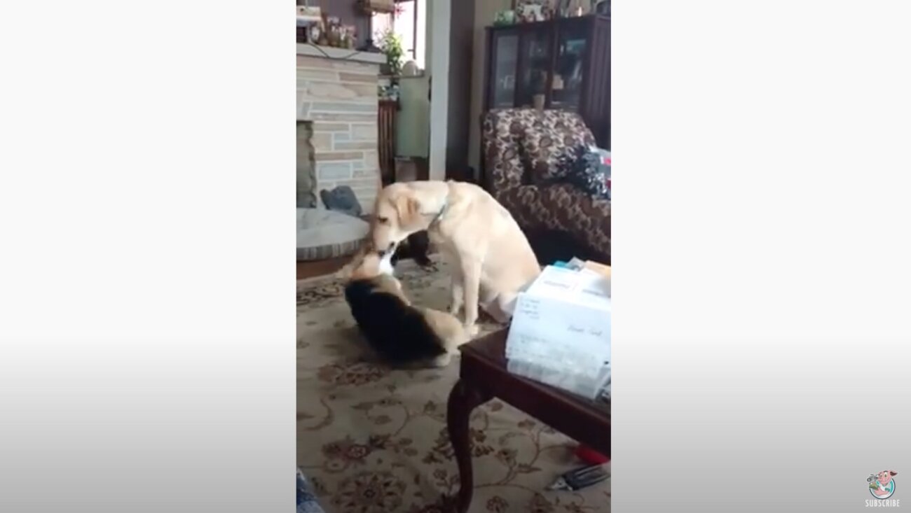 ラブラドールレトリーバー,動画