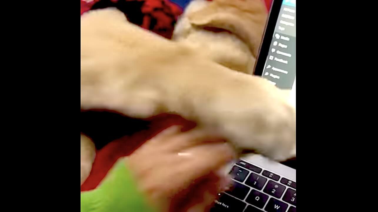 ゴールデンレトリーバー,動画