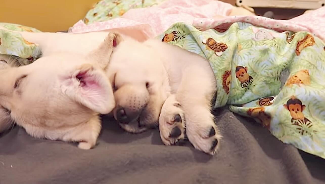 ラブラドールレトリーバー,動画