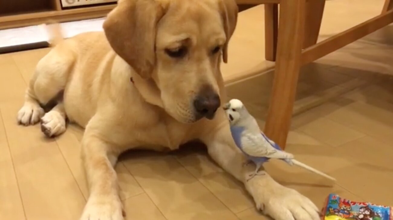 ラブラドールレトリーバー,動画