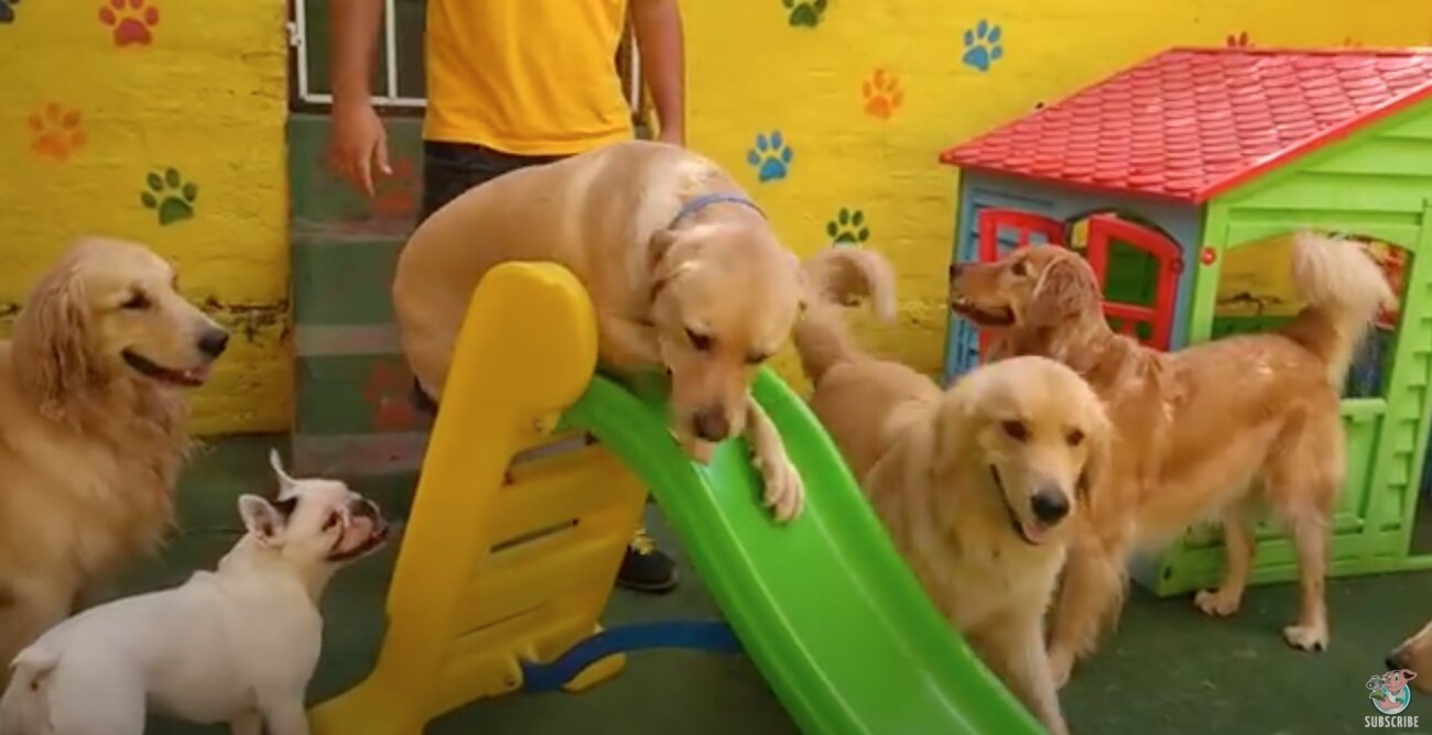 ゴールデンレトリーバー,動画