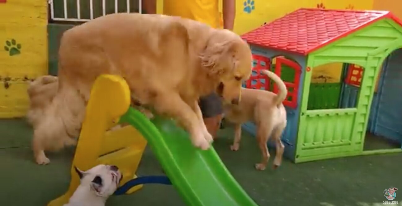 ゴールデンレトリーバー,動画