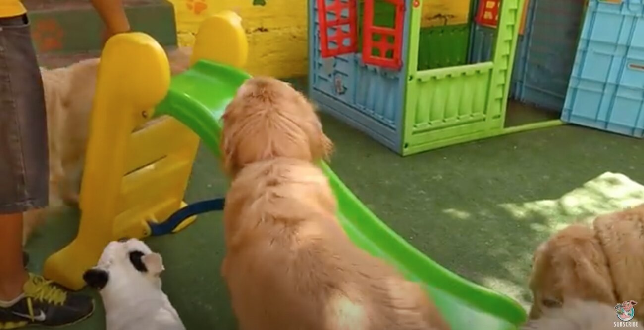 ゴールデンレトリーバー,動画