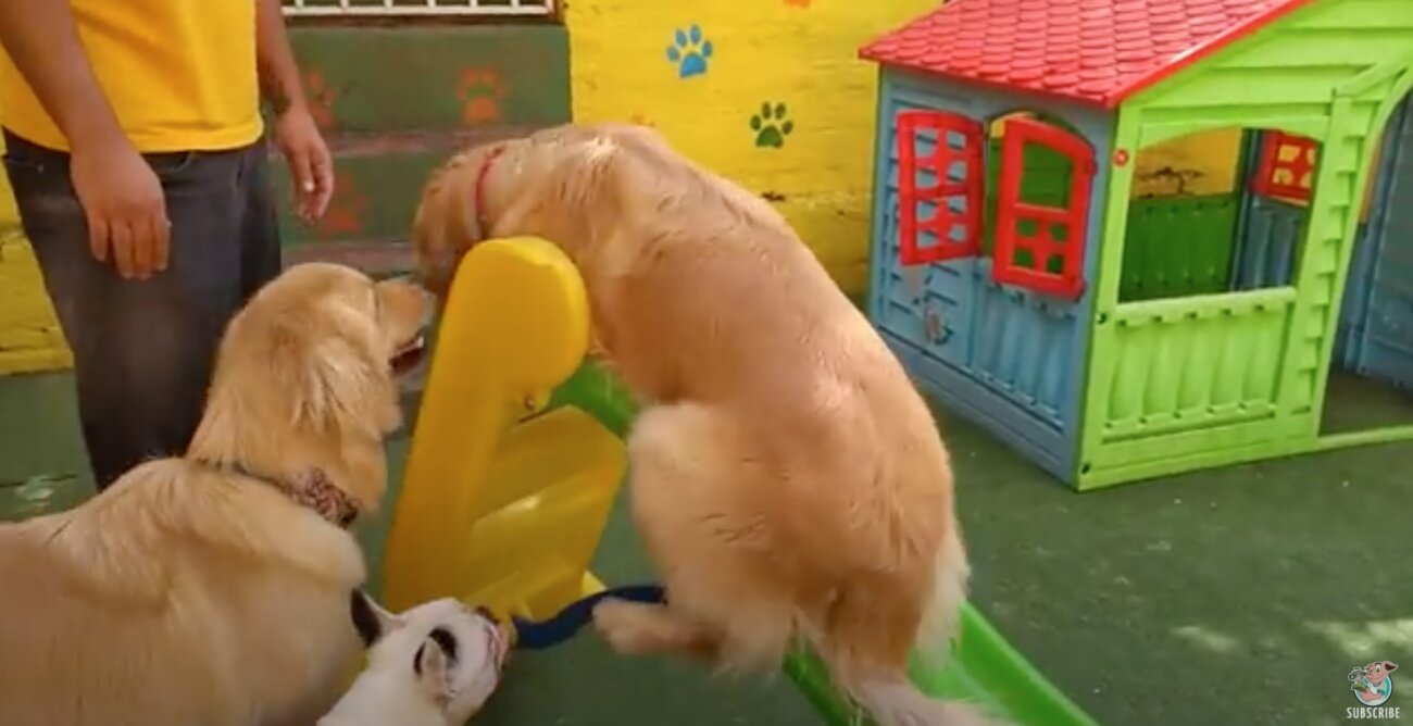 ゴールデンレトリーバー,動画