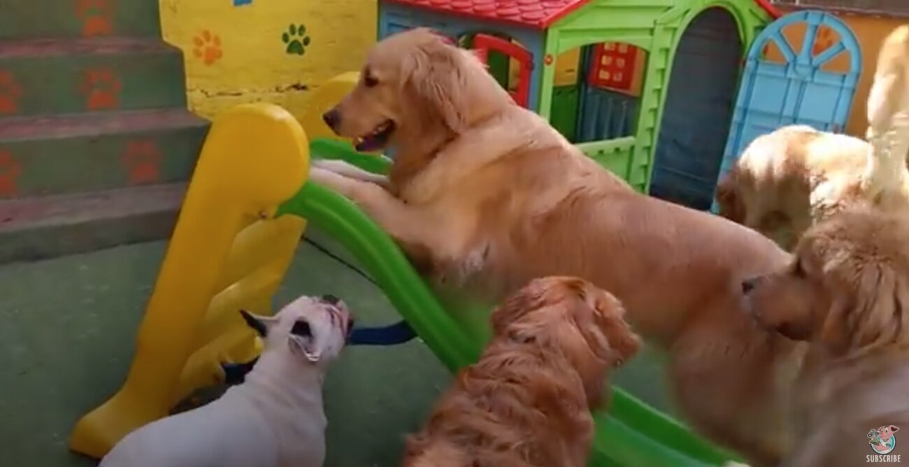 ゴールデンレトリーバー,動画