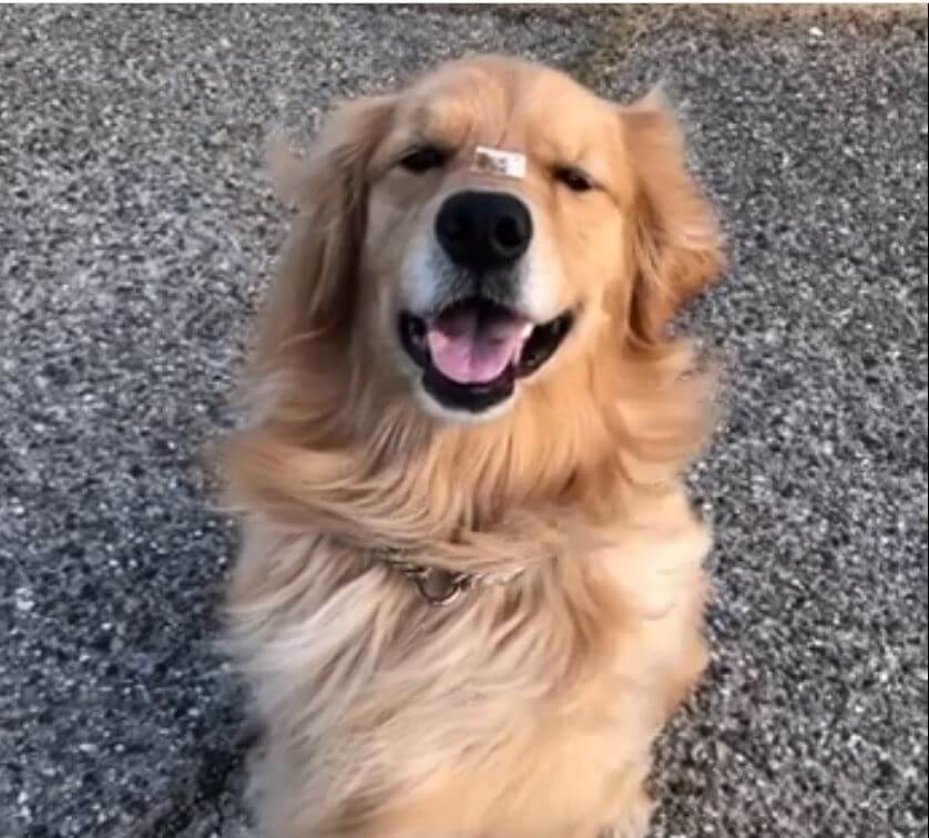 ゴールデンレトリーバー,動画