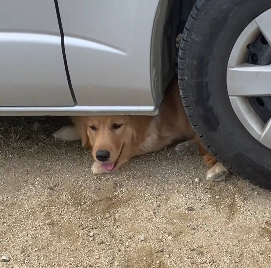 ゴールデンレトリーバー,動画