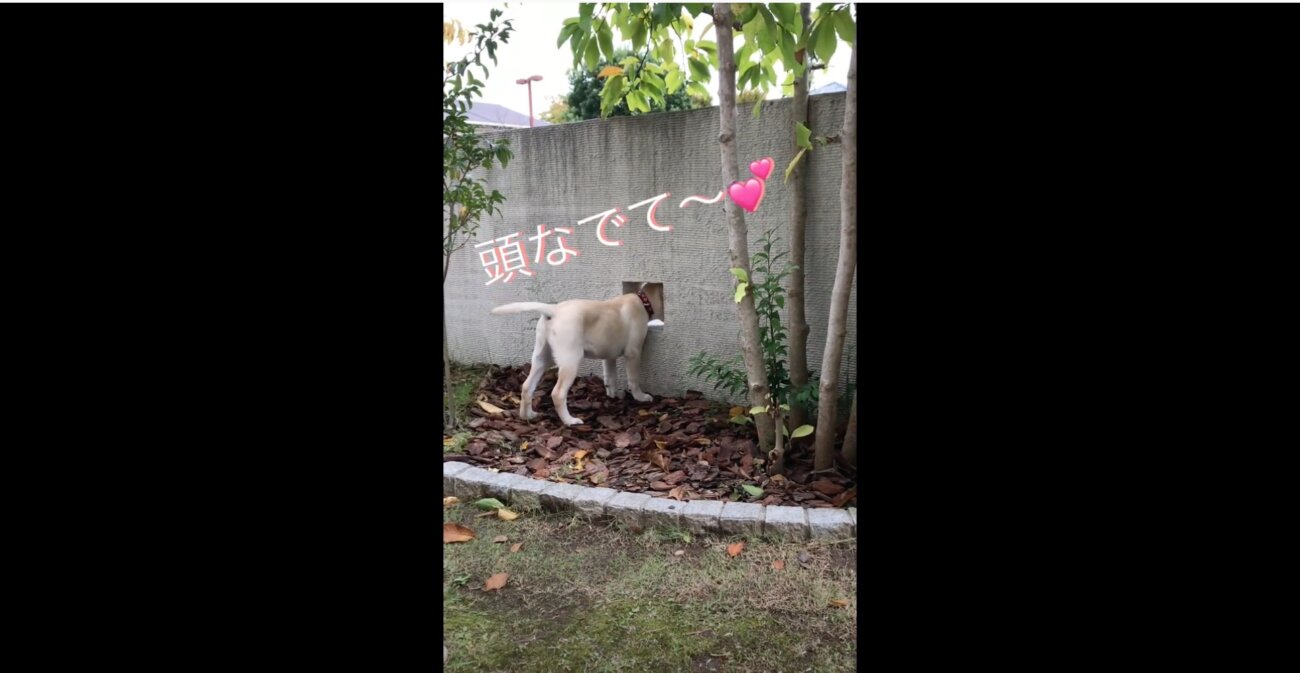 ラブラドールレトリーバー,動画