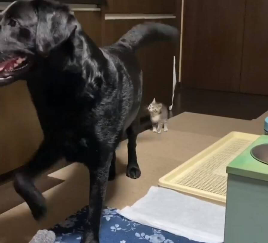 ラブラドールレトリーバー,動画