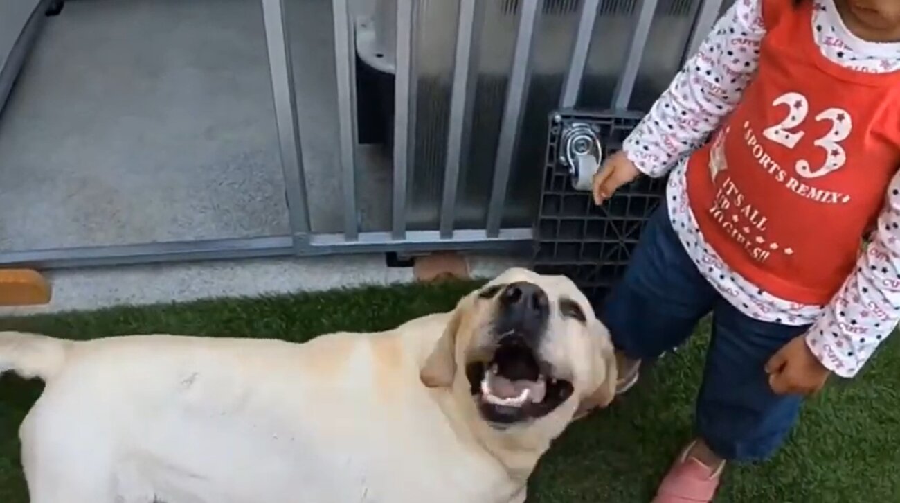 ラブラドールレトリーバー,動画