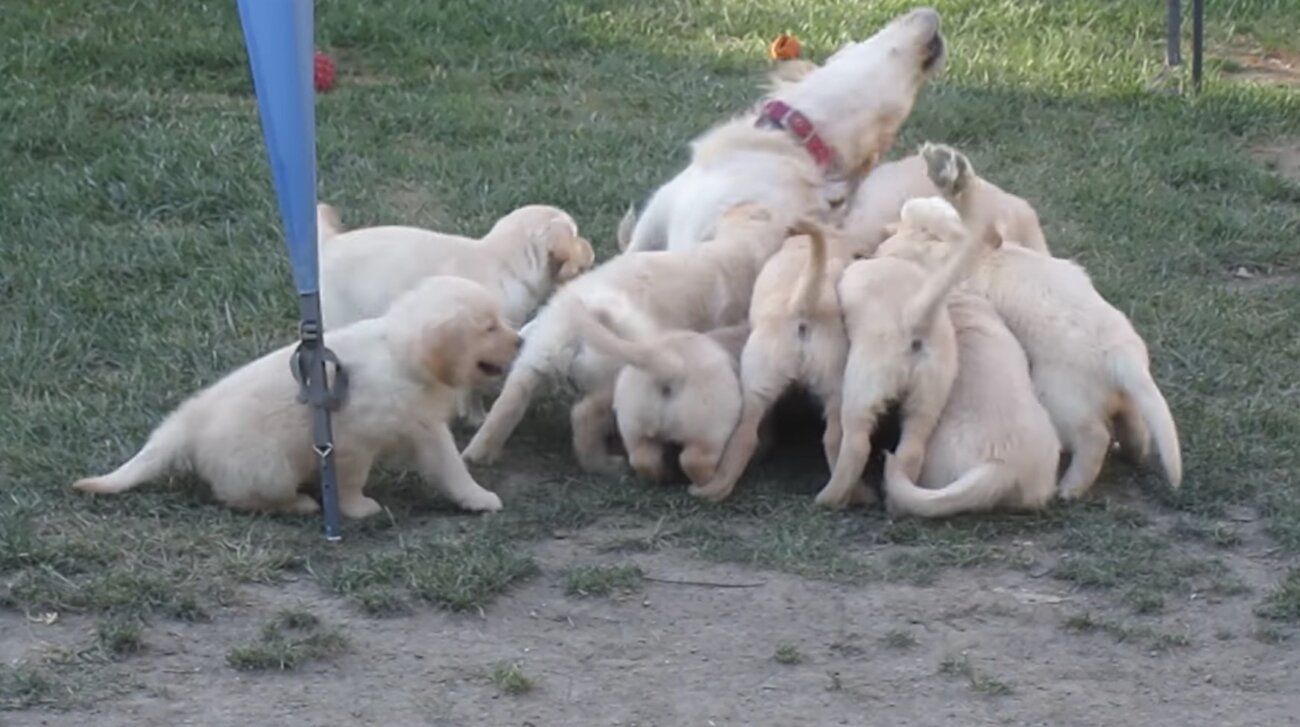 ゴールデンレトリーバー,動画