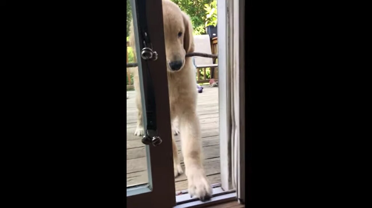 ゴールデンレトリーバー,動画