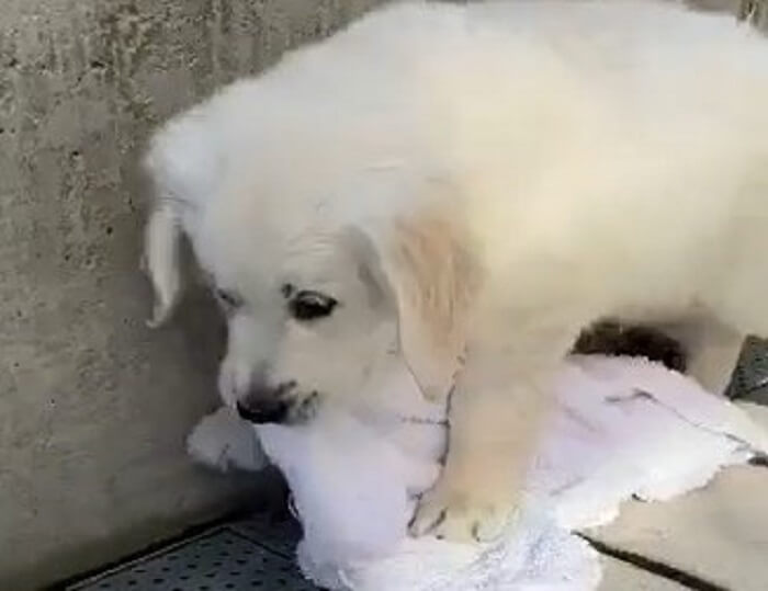 ゴールデンレトリーバー,動画