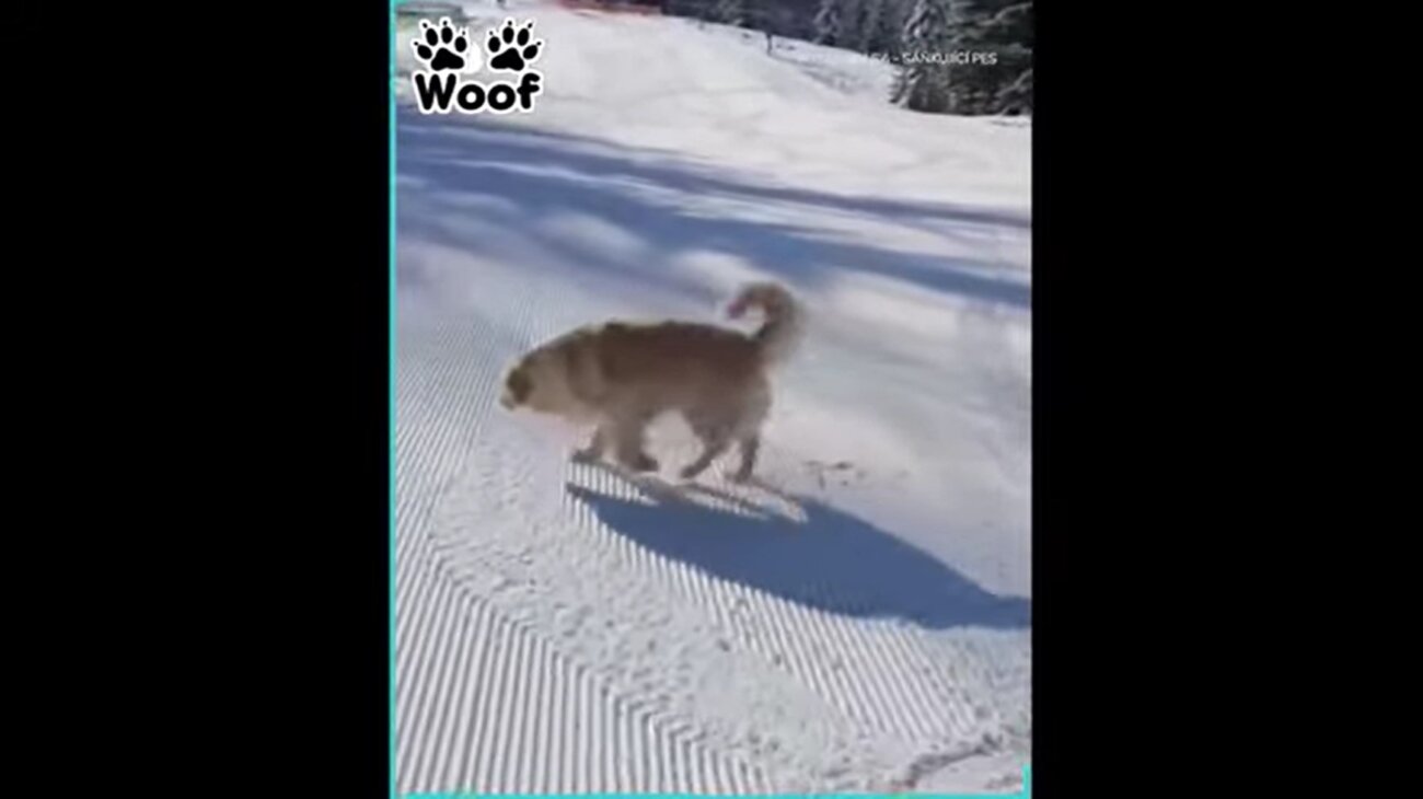 ゴールデンレトリーバー,動画