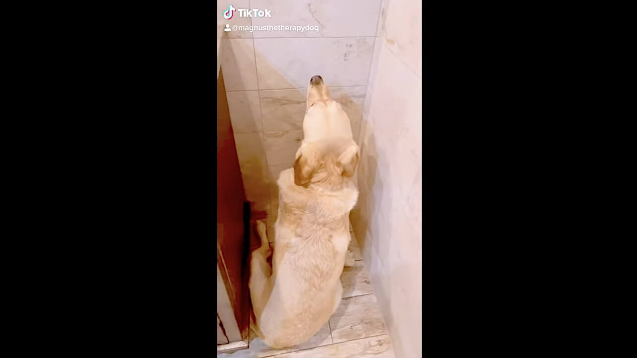 ラブラドールレトリーバー,動画