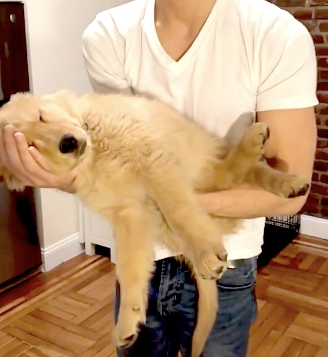 ゴールデンレトリーバー,動画