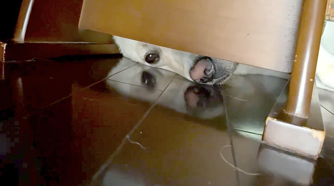 ラブラドールレトリーバー,動画