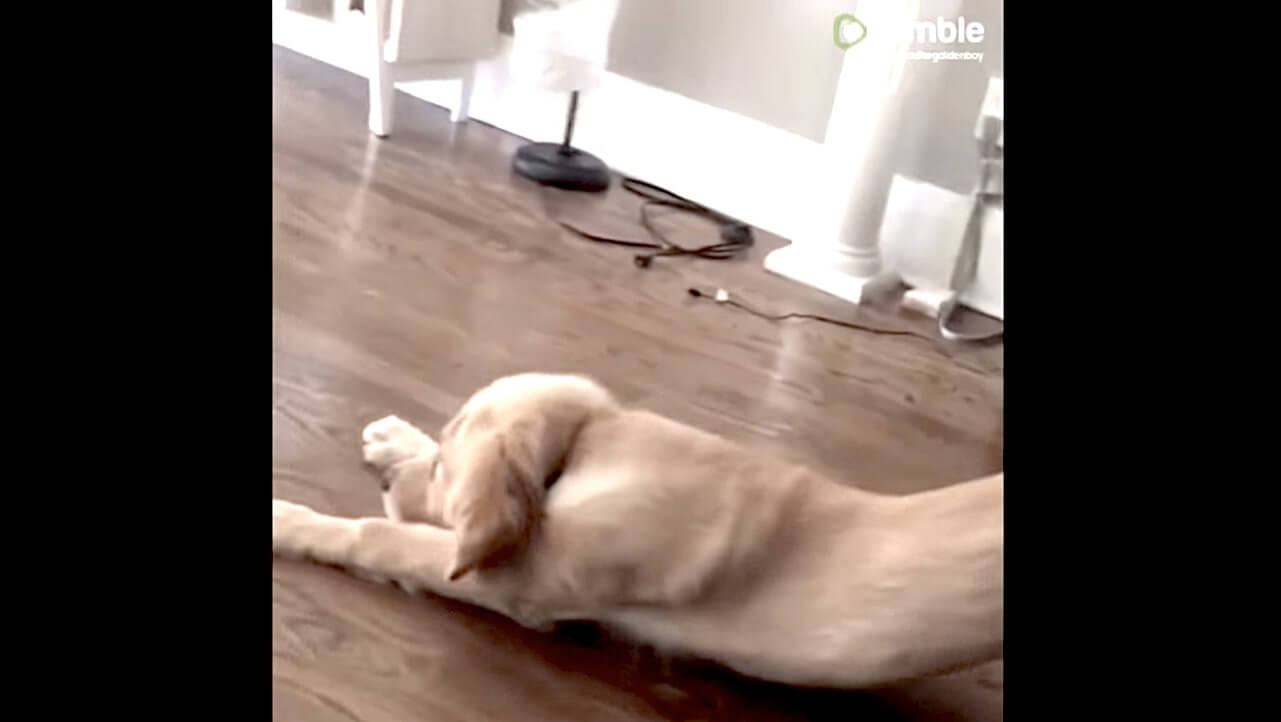 ゴールデンレトリーバー,動画