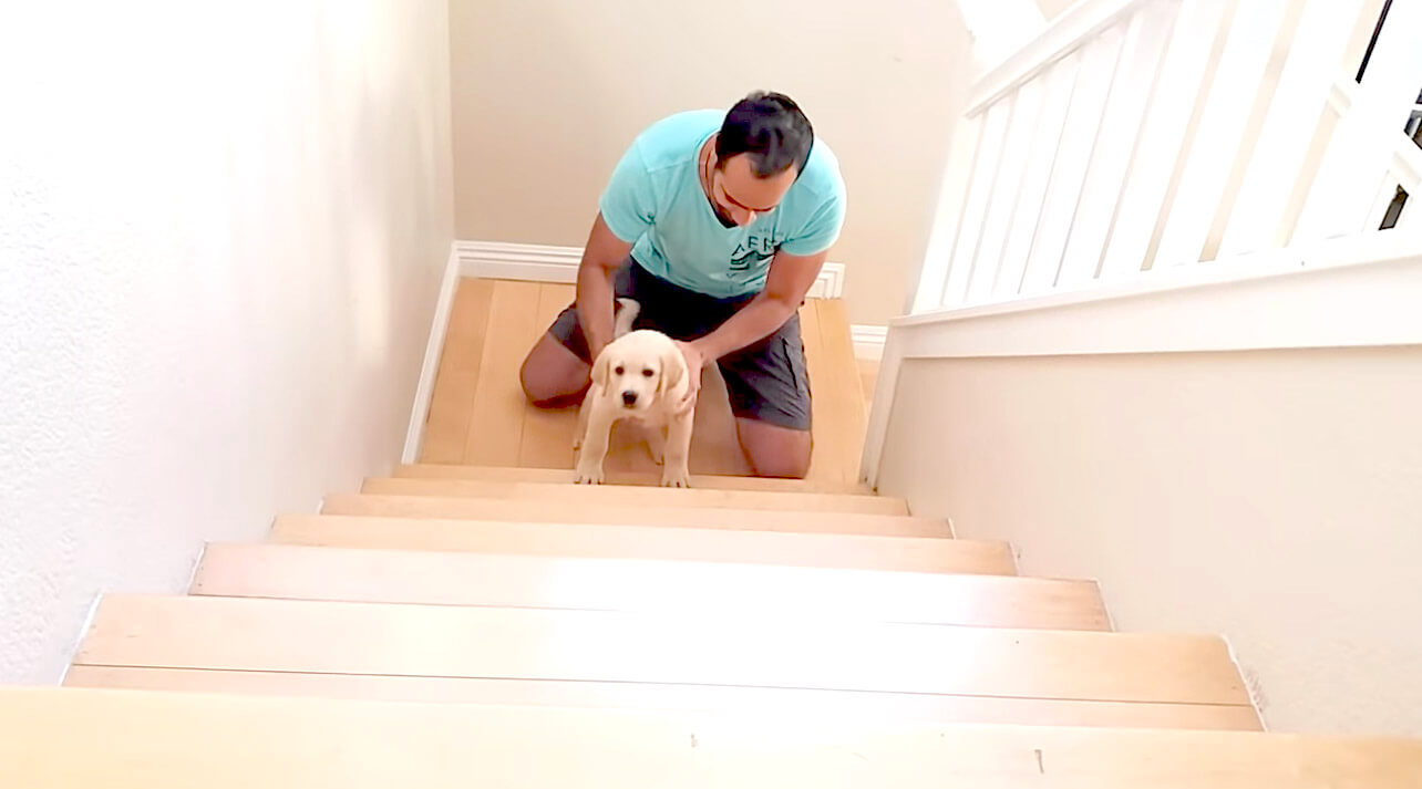 ラブラドールレトリーバー,動画