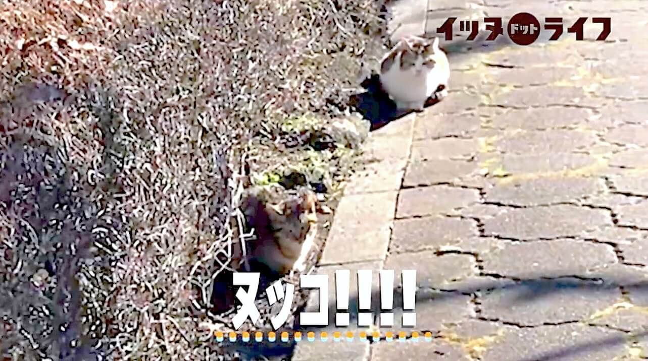 ゴールデン,動画,イッヌドットライフ