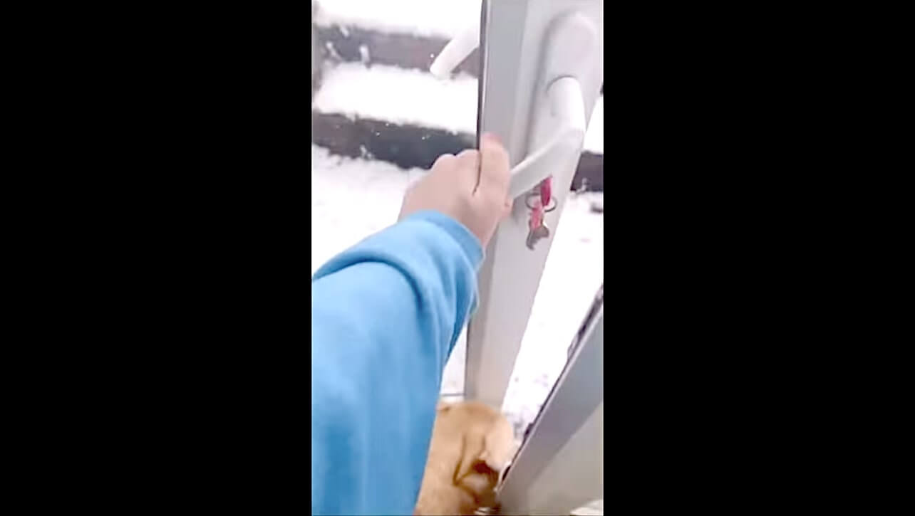 ラブラドールレトリーバー,動画