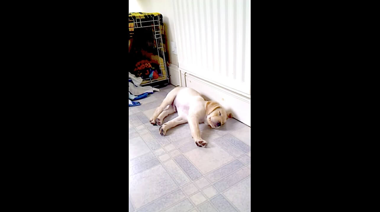 ラブラドールレトリーバー,動画