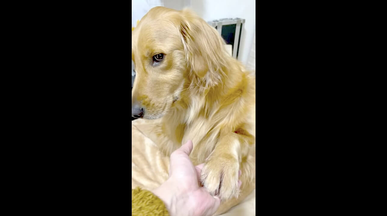 ゴールデンレトリーバー,動画