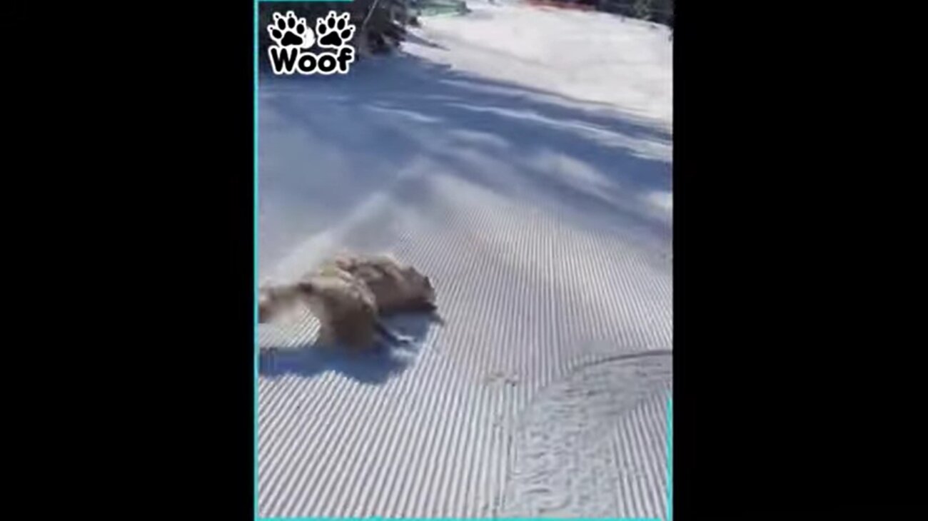 ゴールデンレトリーバー,動画