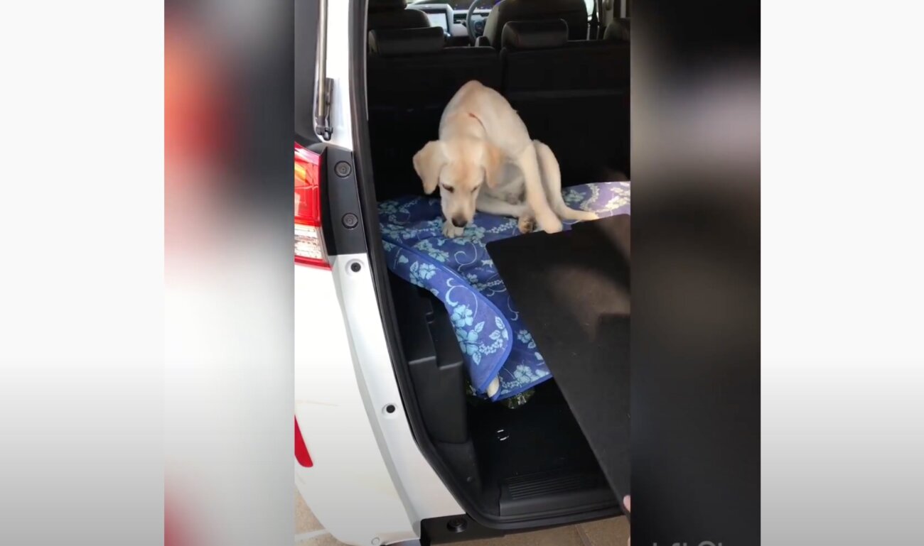 ラブラドールレトリーバー,動画