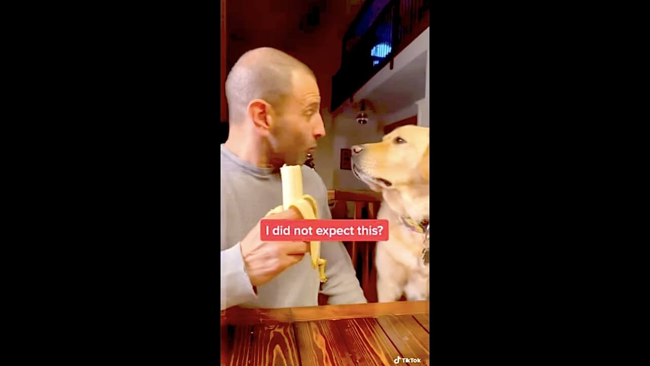 ラブラドールレトリーバー,動画