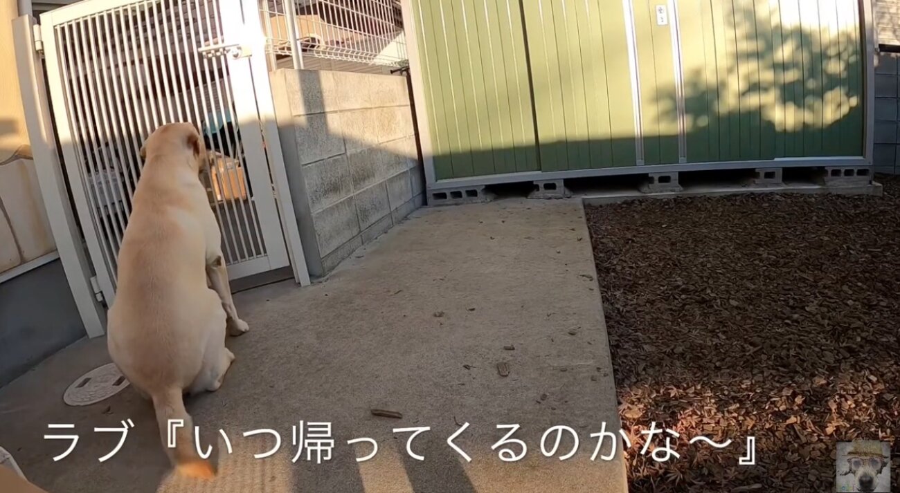 ラブラドールレトリーバー,動画