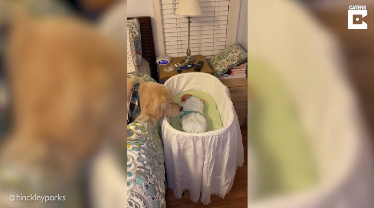 ゴールデンレトリーバー,動画