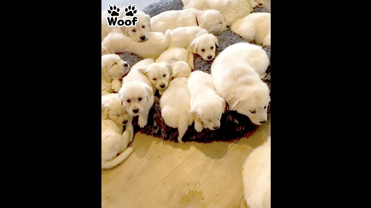 ゴールデンレトリーバー,動画