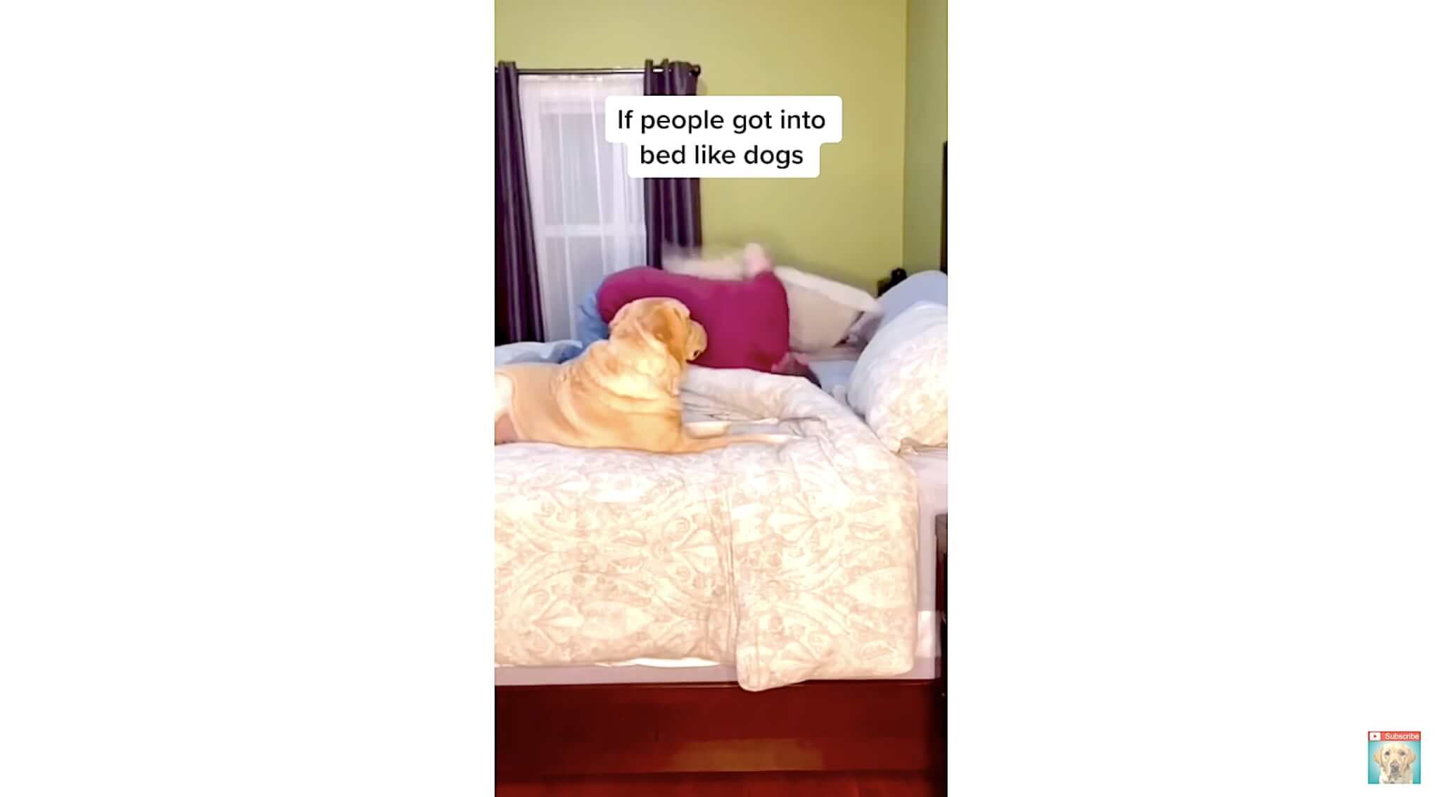 ラブラドールレトリーバー,動画