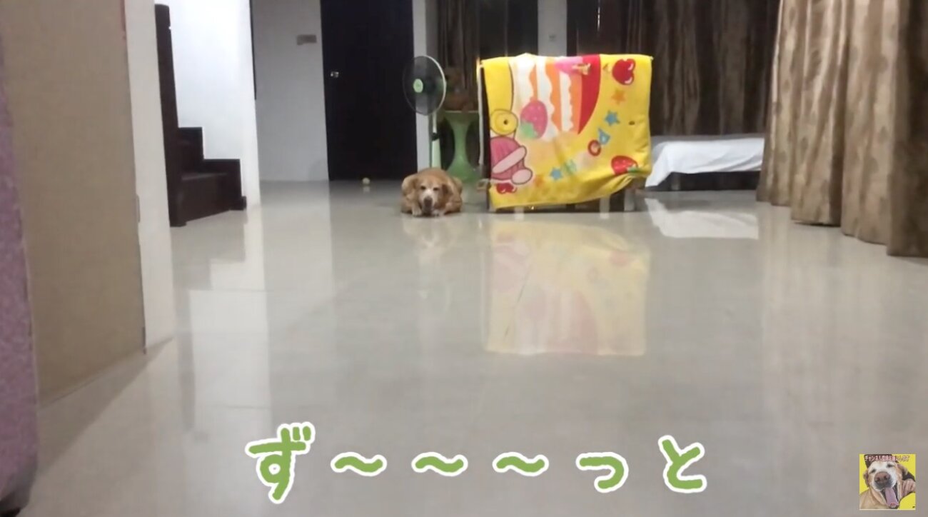 ラブラドールレトリーバー,動画