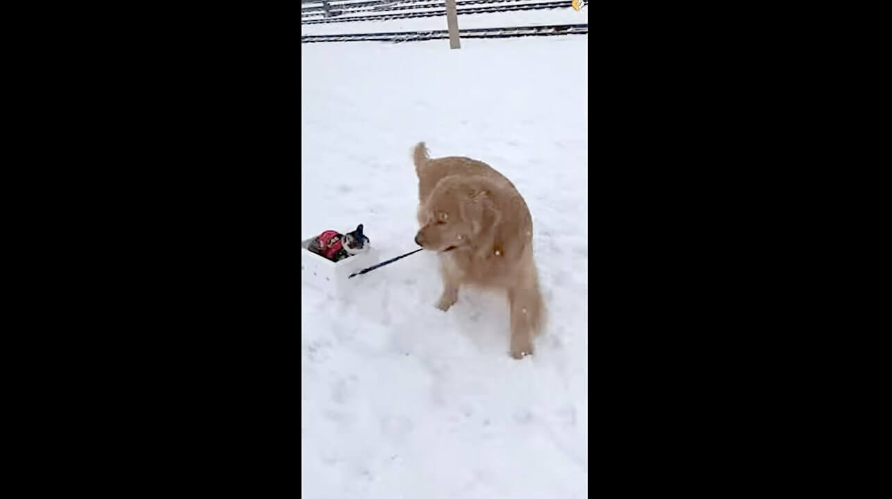 ゴールデンレトリーバー,動画