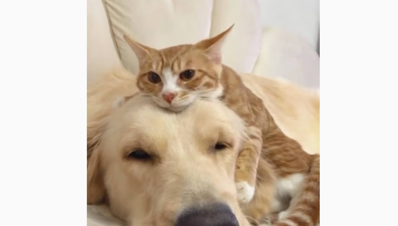 ゴールデンレトリーバー,動画