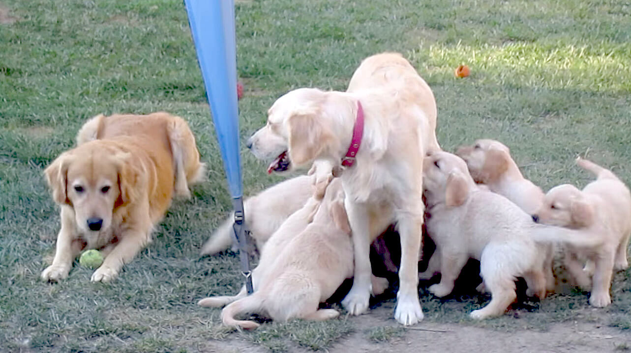 ゴールデンレトリーバー,動画