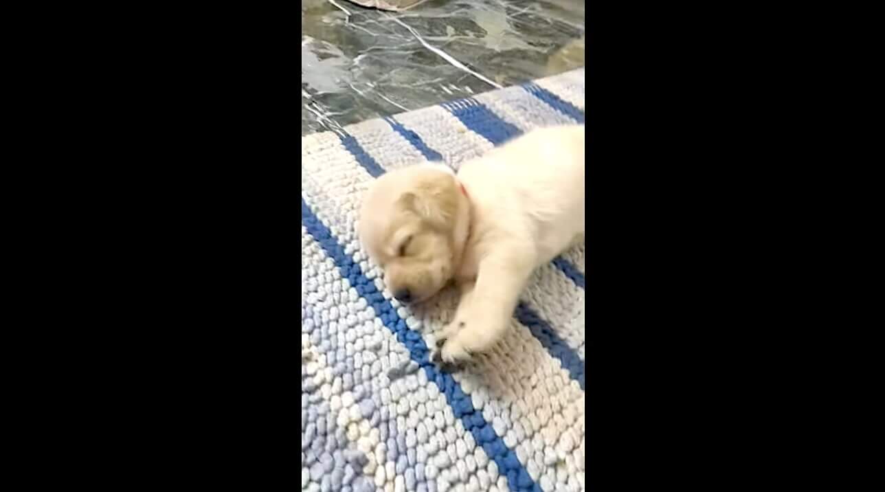 ラブラドールレトリーバー,動画