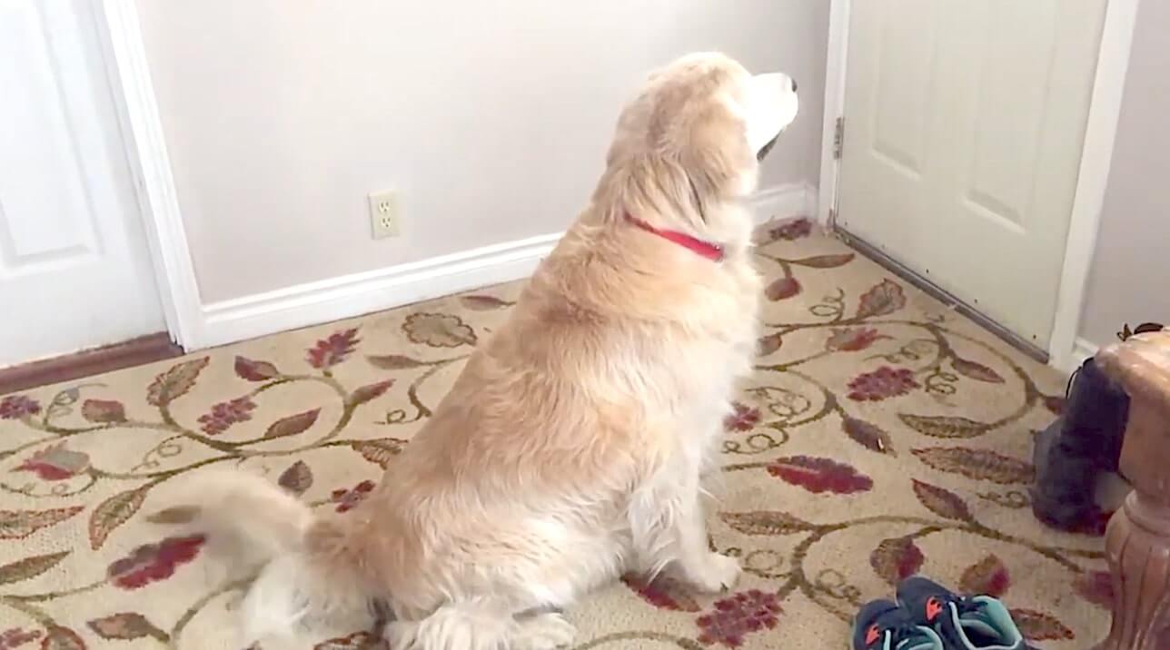 ゴールデンレトリーバー,動画