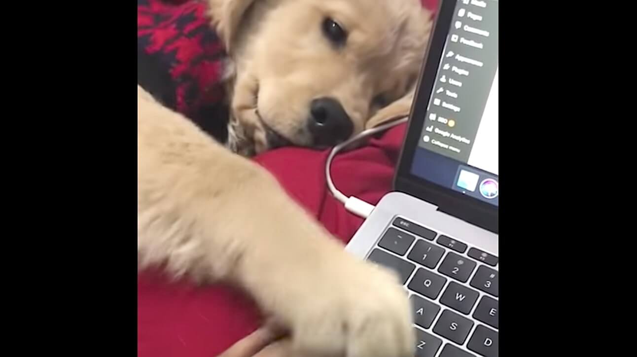 ゴールデンレトリーバー,動画