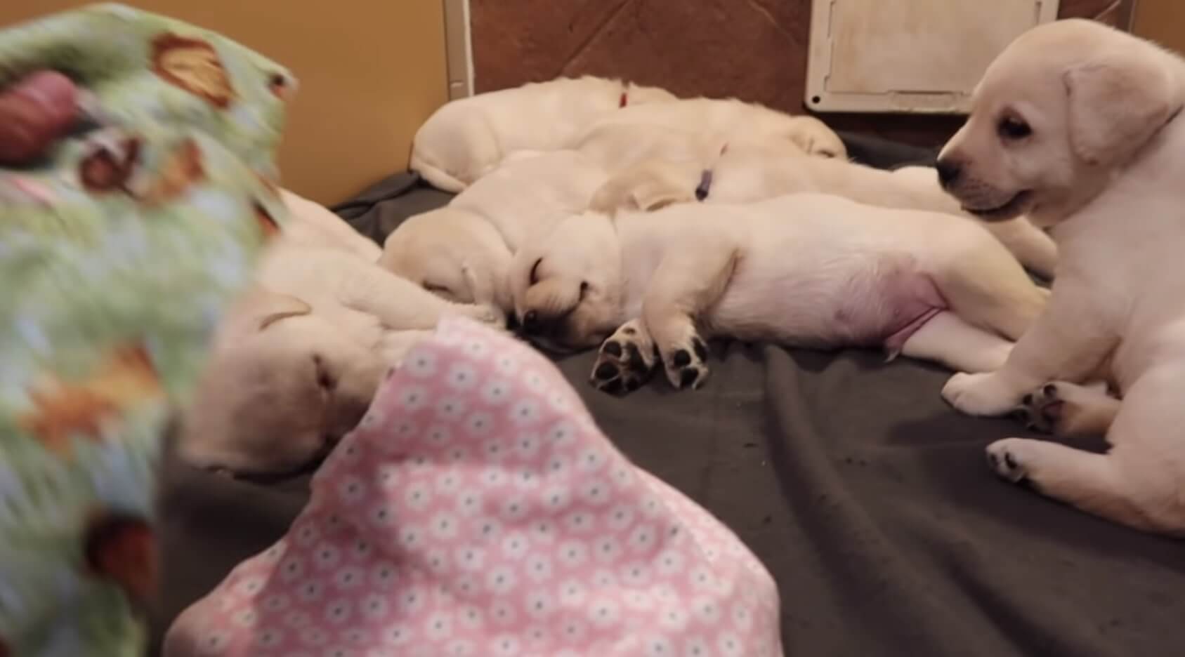 ラブラドールレトリーバー,動画