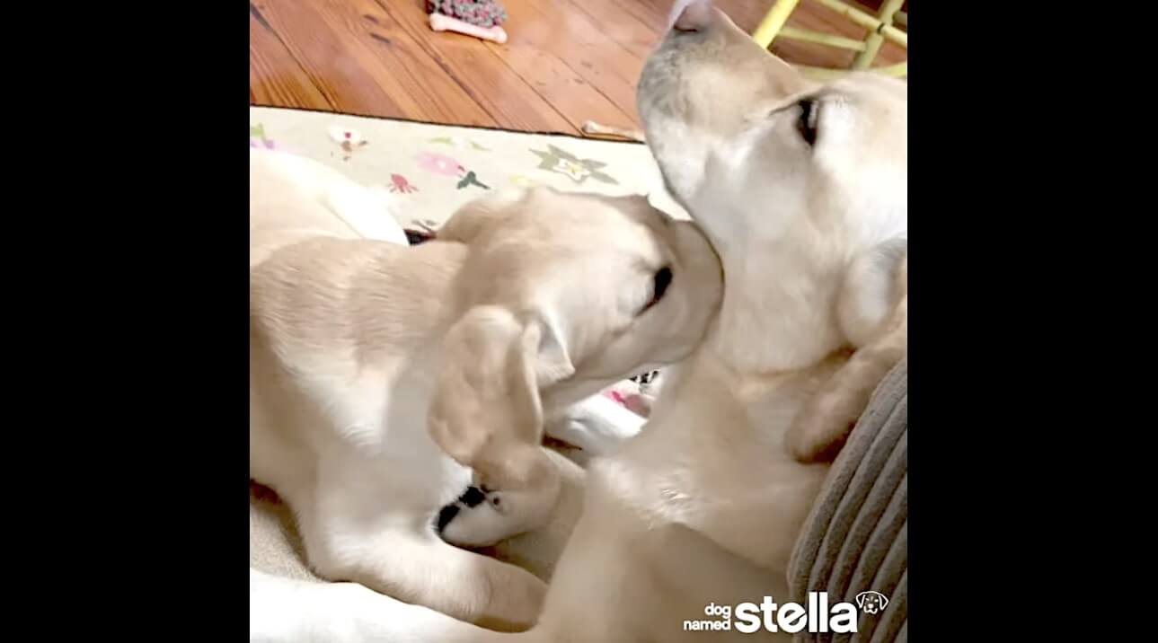 ラブラドールレトリーバー,動画