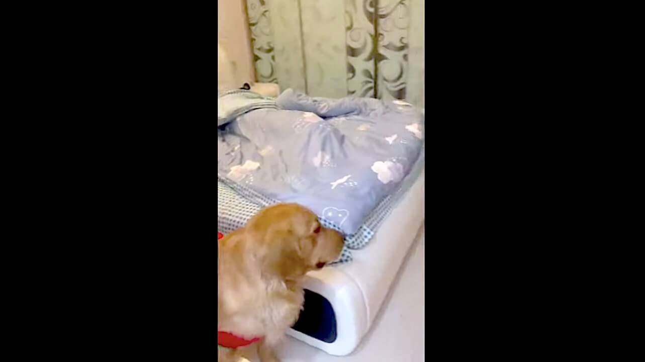 ゴールデンレトリーバー,動画