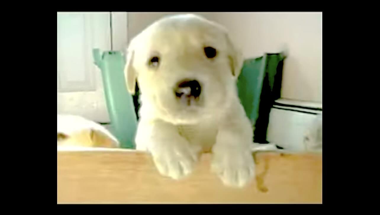 ラブラドールレトリーバー,動画
