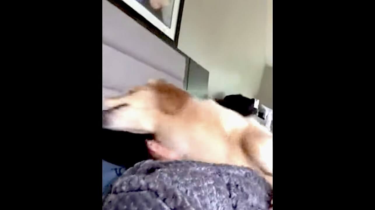 ゴールデンレトリーバー,動画