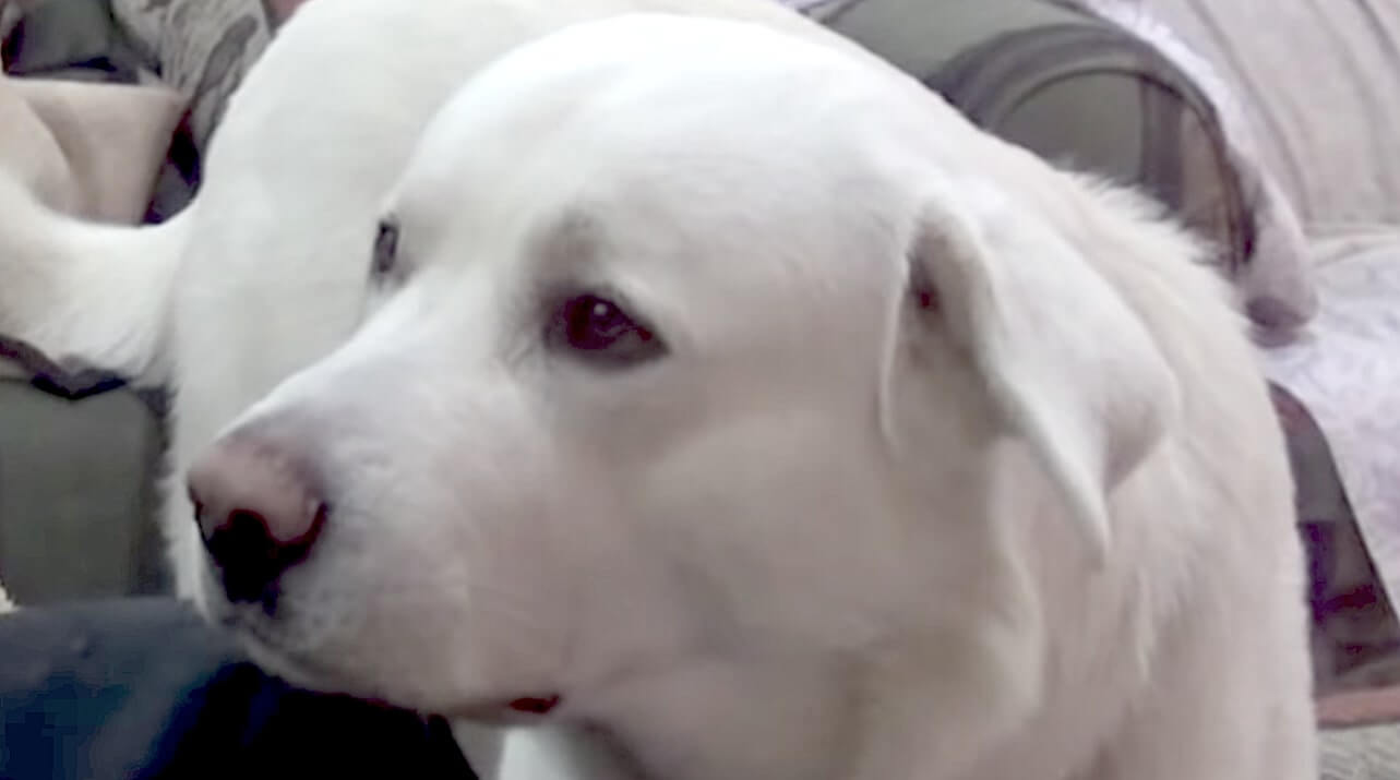 ラブラドールレトリーバー,動画