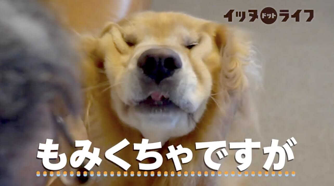 ゴールデン,動画,イッヌドットライフ